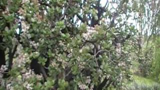 The Largest Jade Plant in the World in Bloom [upl. by Aipmylo]