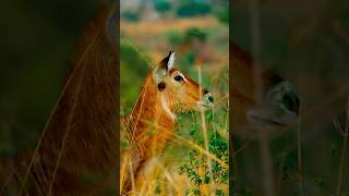 Just breathe viralvideo animals wildearth wildlifeonearth nature animalearth natureedit [upl. by Naik]