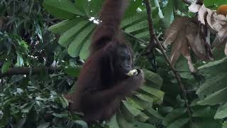 Wild Bornean Orangutan feeding on durian at Rainforest Discovery Center Sepilok Sabah [upl. by Westfall849]