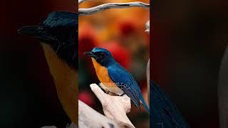 Beautiful bird song E2 birdsinging burung birds [upl. by Almond]