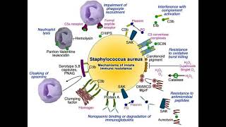 Virulence factors of S aureus staphylococcus staphinfection microbiology bacteriology [upl. by Ibrik]