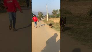 Jarman sefad dog morning walking🥰⚡️❤️‍🩹jarmansafeddog [upl. by Atimad]