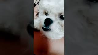 BABY MAX youtubeshorts music funny doglover ilovemypet mypetfamily mylove [upl. by Aremmat]