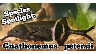 The Elephant Nose Knife Fish A Shockingly Cool Oddball Fish Pet Mormyrid 101 Gnathonemus petersii [upl. by Zabrine]