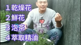 【薰衣草】居家採收與乾燥 Harvest of Lavender [upl. by Irab]