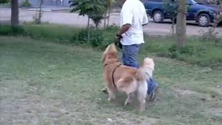 adiestramiento canino basico a un golden retriever y rottweyler [upl. by Pontone]