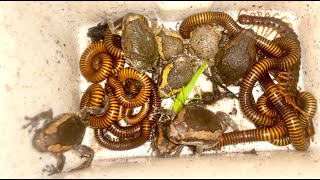 Amazing​ small Locust Found on Potato Leaves Captured with Big Bullfrogs and Many Giant Millipedes [upl. by Juditha]