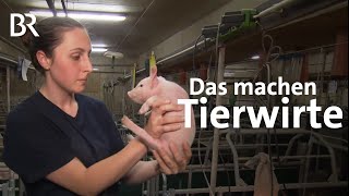 Tierwirtin Fachrichtung Schweinehaltung  Ausbildung  Beruf  Ich machs  BR [upl. by Held781]