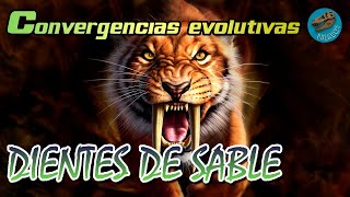 Convergencias evolutivas DIENTES DE SABLE [upl. by Nerissa]