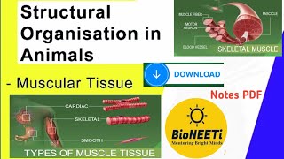 Muscular Tissues  Structure Types Functions Structural Organisation Animals NEET [upl. by Dilisio]