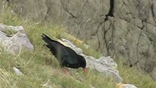 Choughs at St Govans Head [upl. by Schick437]