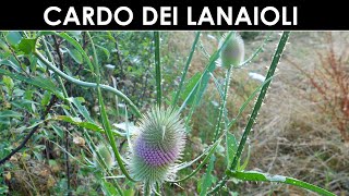 VErba Volant  Il cardo dei lanaioli [upl. by Htiekel]