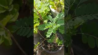 Bhumi amla plant care tips secret plant lover gardening [upl. by Trilly546]