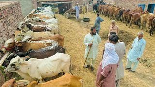 Wacha Farming Business Plan in okara Pakistan [upl. by Destinee627]