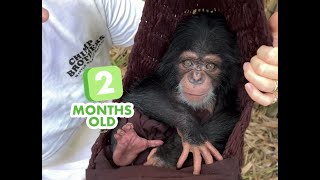 Baby Chimp 2 months old [upl. by Sigvard]