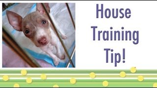 House Training Tip Should your dog ring a bell [upl. by Fernand323]