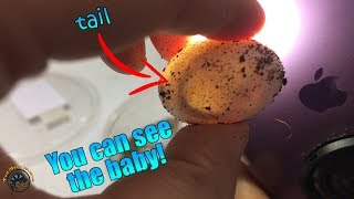 👀 An AMAZING INSIDE LOOK at Fully Developed Bearded Dragon Eggs [upl. by Weld]