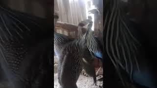 Vulturine guinea fowls [upl. by Ailen977]