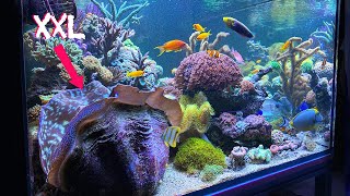 REEF ANIMALS  quotgiant clamsquot at home  REEF TANK KEEPING Tridacna derasea reeftank aquarium [upl. by Adnamma]