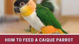 How to Feed a Caique Parrot  Caique parrot talking  Caique parrot care [upl. by Adiel]