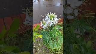 White spider flower cleome nature naturalattractions whiteflower beautifulflower [upl. by Burton]