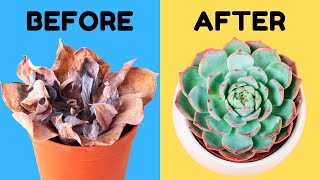 Water Your Succulents Like A Pro [upl. by Belda68]