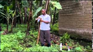 Symptoms and control of banana xanthomonas wilt disease BXW [upl. by Garlen]