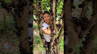 Jaboticaba Fruit Fram amp Cutting so Fresh  Have You tried Jaboticaba fruit shorts youtubeshorts [upl. by Georgeanne]