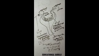 nephron structure and function ultrafiltration in hindi [upl. by Assiralc]