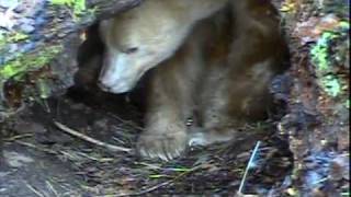 Hibernating Spirit Bear Apollo Wakes Up [upl. by Acihsay739]