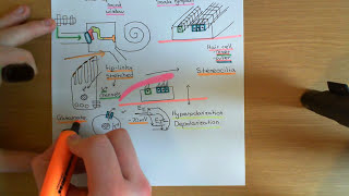 The Auditory System Part 5 [upl. by Dnalram]