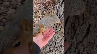 A girl accidentally saw a squirrel with an injured leg and then squirrel babysquirrels short [upl. by Ondrej33]