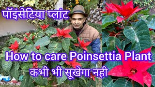 How to care Poinsettia Plant  Best Soil Mixture for Poinsettia Plant [upl. by Ardell739]