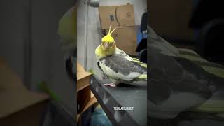 Grumpy Cockatiel Doesnt Want Vacation to End  Tiel Named Loubert [upl. by Stillman171]