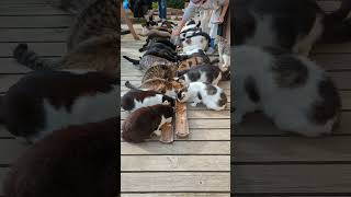 Cat island Tashirojima Miyagi in Japan [upl. by Hackett27]