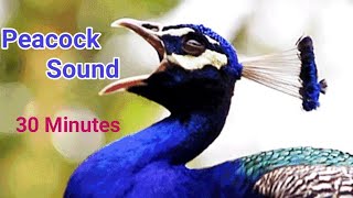 Half an Hour long of Peacock Sound Peacock Nice Voices [upl. by Pam]