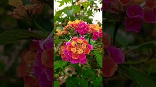 lantana flower shortvideo flowers [upl. by Hadleigh]