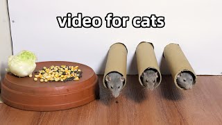 Cat Tv 🐭Rat Video for Cats to Watch🐭Cat Games🐭 [upl. by Artenahs759]