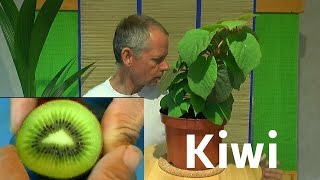 Kiwi vom Samen zur Pflanze [upl. by Azrim]