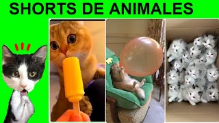 LOS MEJORES SHORTS de ANIMALES DIVERTIDOS pero reacción de gatitos graciosos Luna y Estrella [upl. by Alderson294]