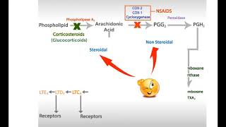 Antinflammatory drugs Steroids  NSAIDs and leukotrienes inhibitors [upl. by Einnig]