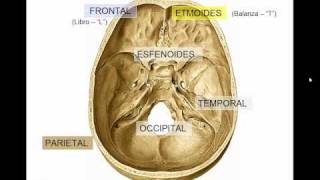 GENERALIDADES DE CRANEO [upl. by Arhsub717]