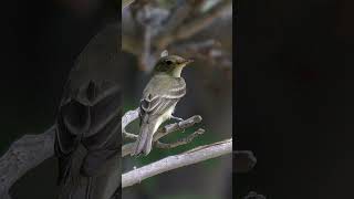 Willow Flycatcher Song Video Bird Songs Nature Sounds [upl. by Vudimir]