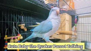 Monk parakeet talking  Quaker Parrot Talking and whistling [upl. by Idisahc]