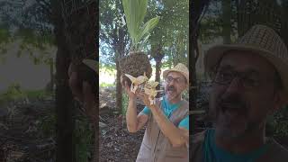 STANHOPEA OCULATA X TIGRINA  plantas orquidias orchids [upl. by Bithia]