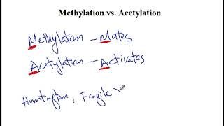 USMLE ACE Video 18 DNA Methylation and Histone Acetylation [upl. by Nilats]