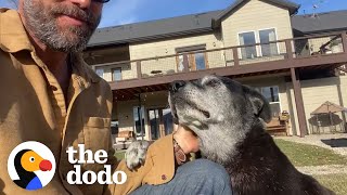 16 Year Old Shelter Dog Starts Galloping Like A Puppy With His Foster Dad  The Dodo Foster Diaries [upl. by Nerrol431]