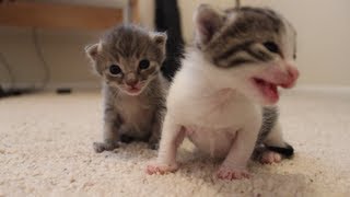 2 Weeks Old Kitten Update [upl. by Latt333]