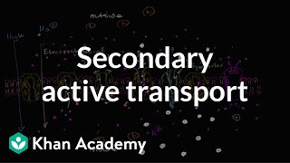 Electrochemical gradients and secondary active transport  Khan Academy [upl. by Tesler]