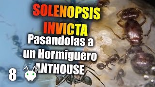 como mudar colonia de SOLENOPSIS INVICTA a un hormiguero de ANTHOUSE [upl. by Jobi114]